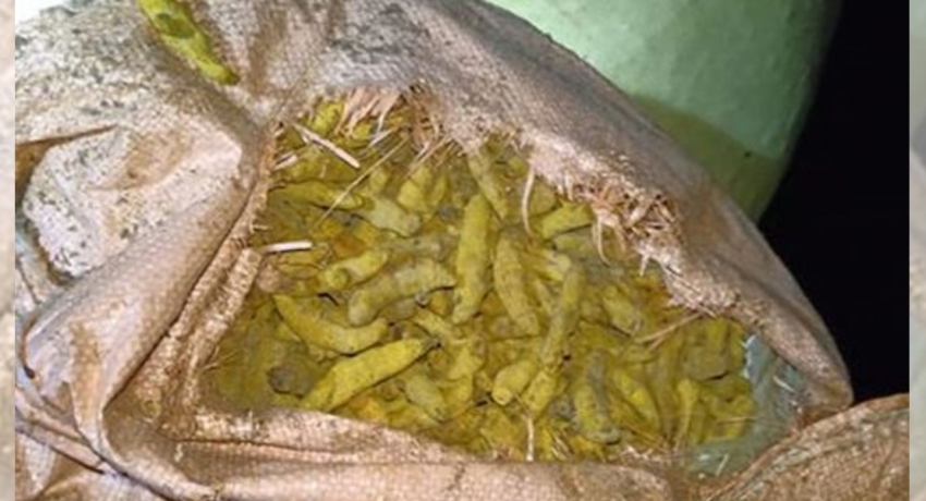 700 kilos of turmeric seized