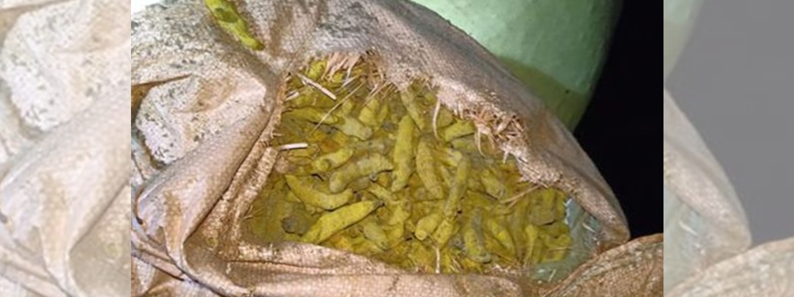 1000kg of Turmeric seized in Mannar