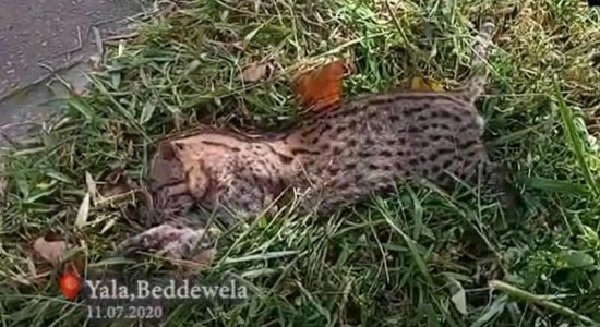 Fishing cat carcass found on Haputhale Road-side