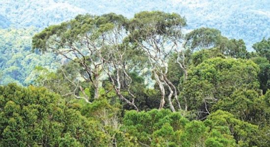 Cabinet proposes Forest Land for economic purpose