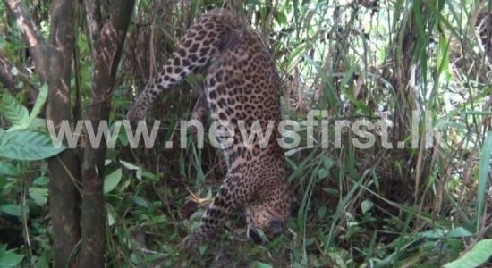 (VIDEO) Another Leopard found dead in Nawalapitiya