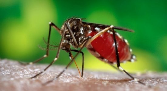 Risk of Dengue intensifies due to rainy season