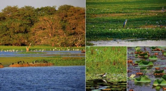 Restoration of destroyed Ramsar wetland, underway