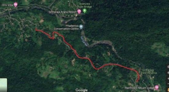 Illegal road project in Sinharaja raises concerns