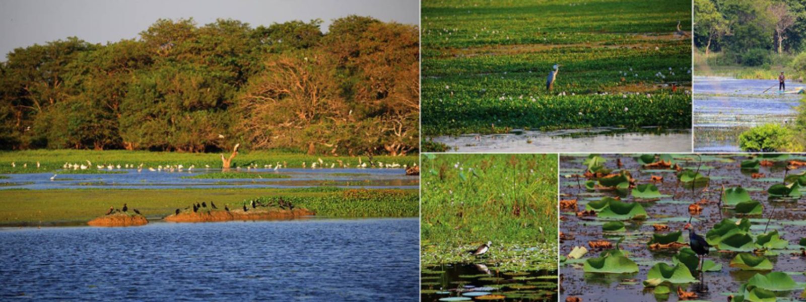 Restoration of destroyed Ramsar wetland, underway