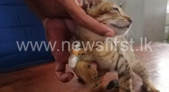 First came the Eagle, and now a cat – Traffickers use Narco-Cat to send heroin to prison