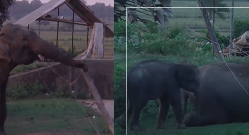 (VIDEO) Smart Elephant herd crawl under & break through fence to reach farmland