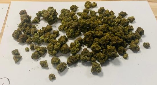 Kush Cannabis worth Rs. 2.2 Mn seized