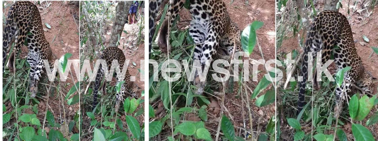 Leopard found dead trapped in a snare in Gampola