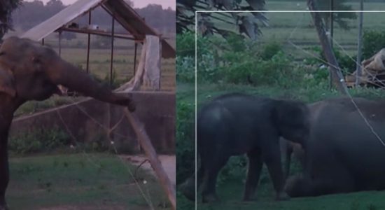 Smart Elephants prove electric fence isn't working