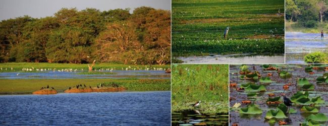 Restoration of destroyed Ramsar wetland, underway