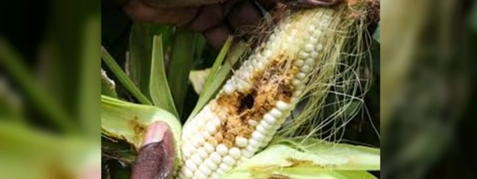 Fall armyworm attack corn fields in Badulla