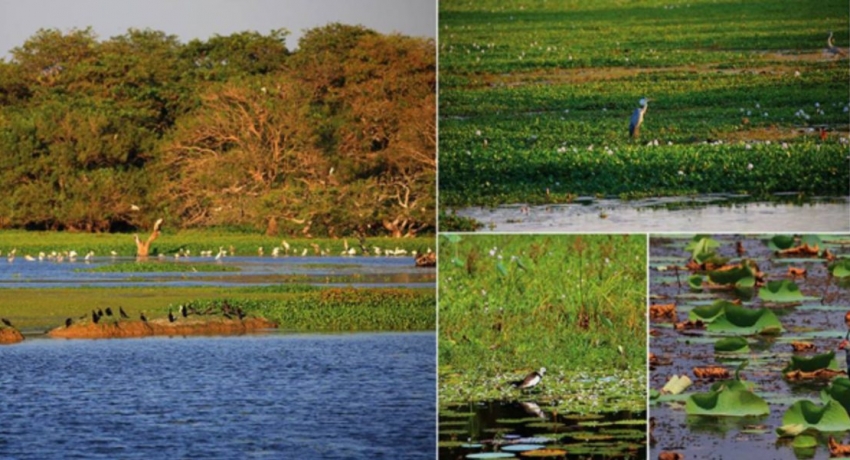 Restoration of Ramsar wetland in Anawilundawa underway: Ministry of Wildlife