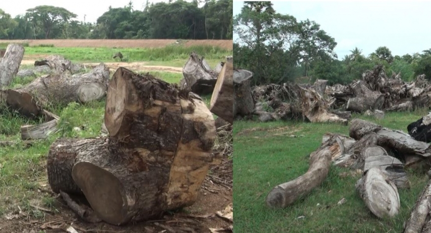 100 year old tree cut down under the guise of renovating agrarian tank in A’pura