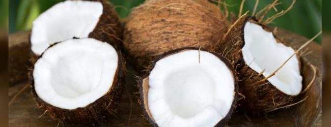 Price of a Coconut hits Rs. 100/- mark