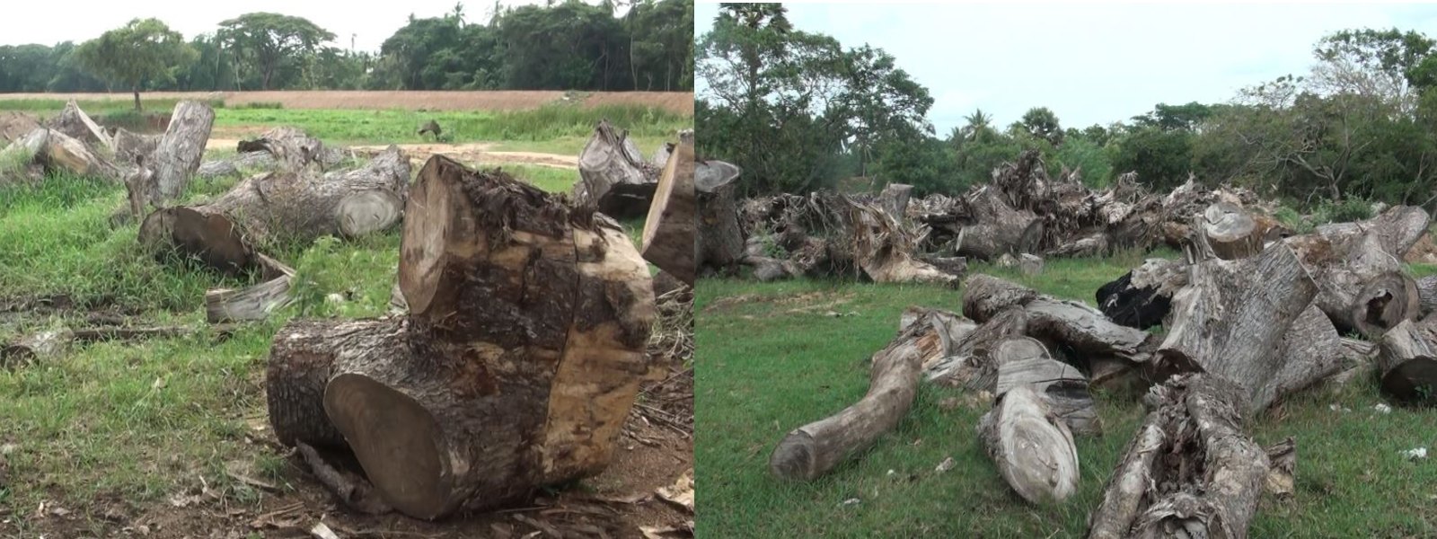 Timber Racket under the guise of tank renovation