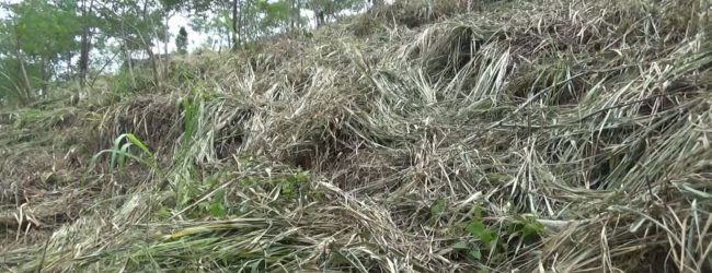 Forest clearing in Hanthana