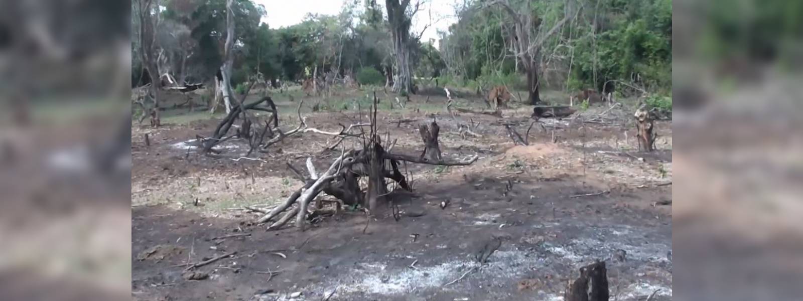 Valuable flora in Chunnakkadu reserve destroyed 