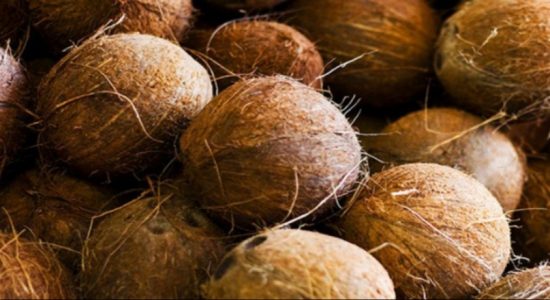 CAA raids traders selling coconuts above MRP