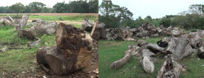 Indigenous community leader warns of deforestation consequences