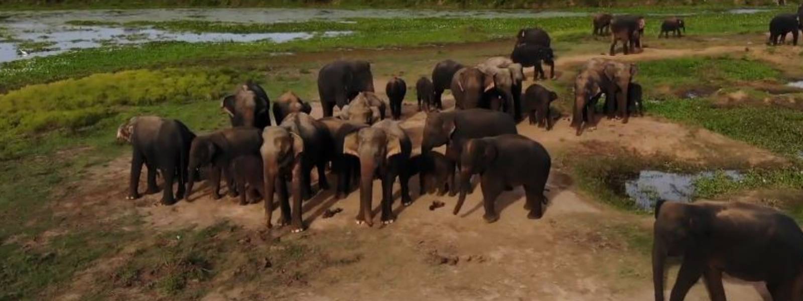 Will wild elephants encroach into cities?
