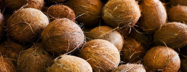 Shortage of 250 million coconuts in 2020: CDA