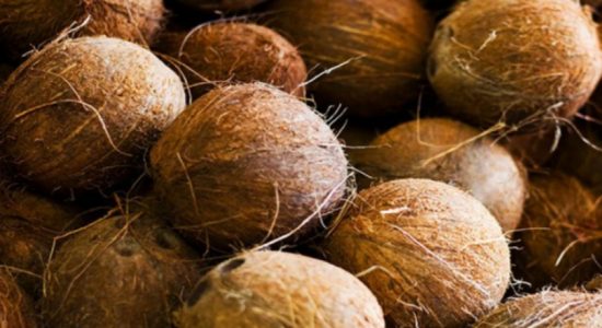 Shortage of 250 million coconuts in 2020: CDA