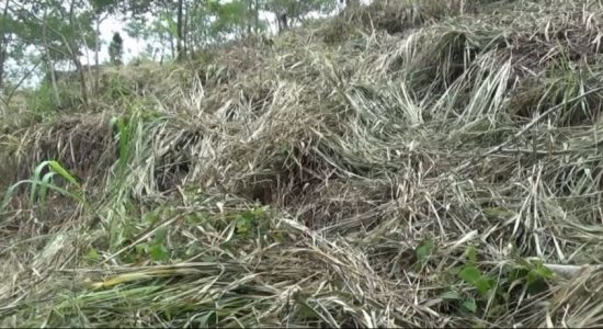 Hanthana Mountain Range threatened again