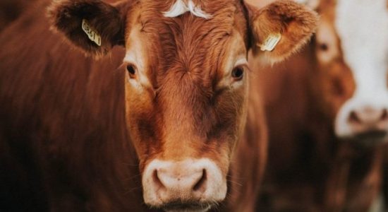 Decision on 'Cattle slaughter' postponed 