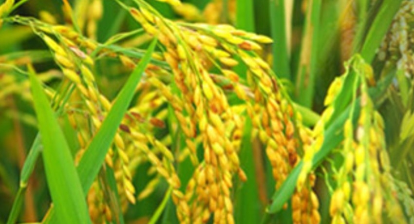 Cabinet approves working capital requirement for secure rice stocks