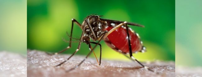 Dengue eradication programme in Welimada