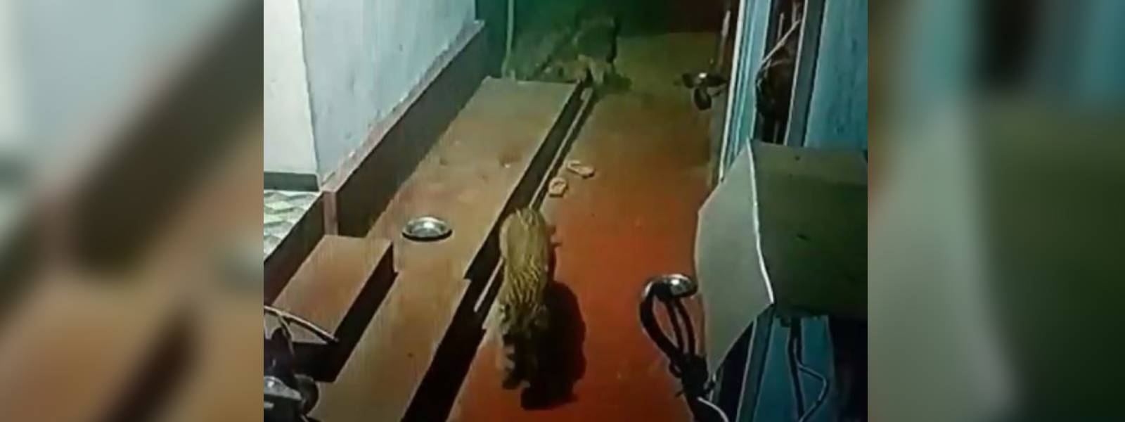 Leopard snatches pet dog in Nuwara Eliya