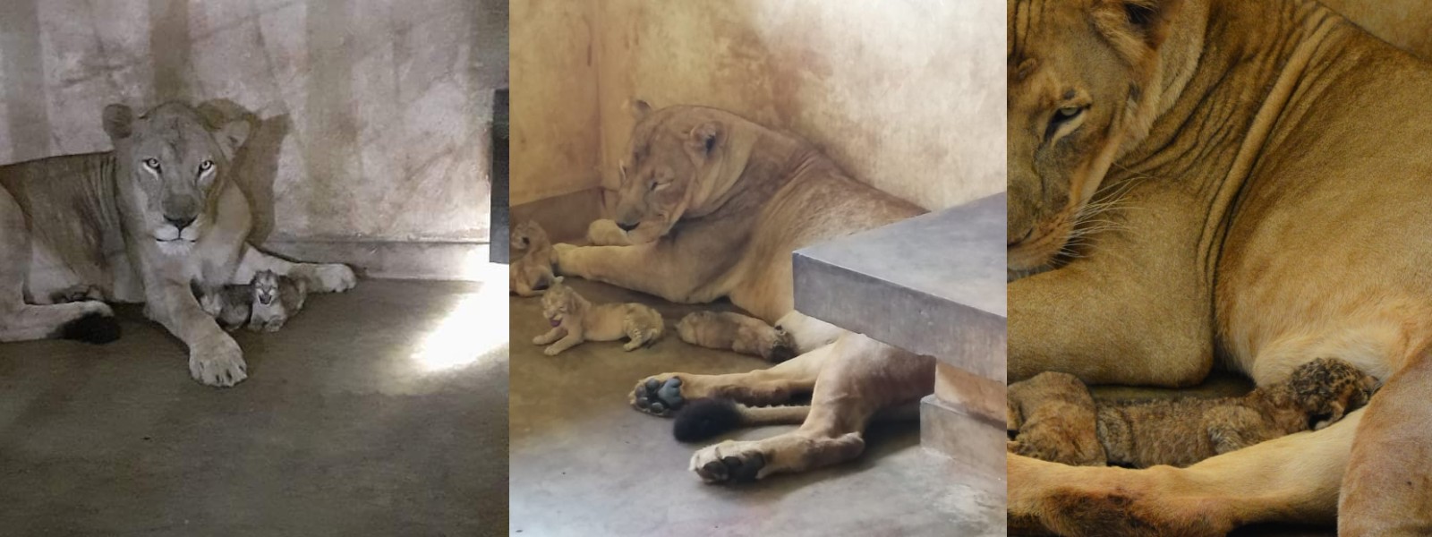 Lion cubs born at Ridiyagama Safari Park
