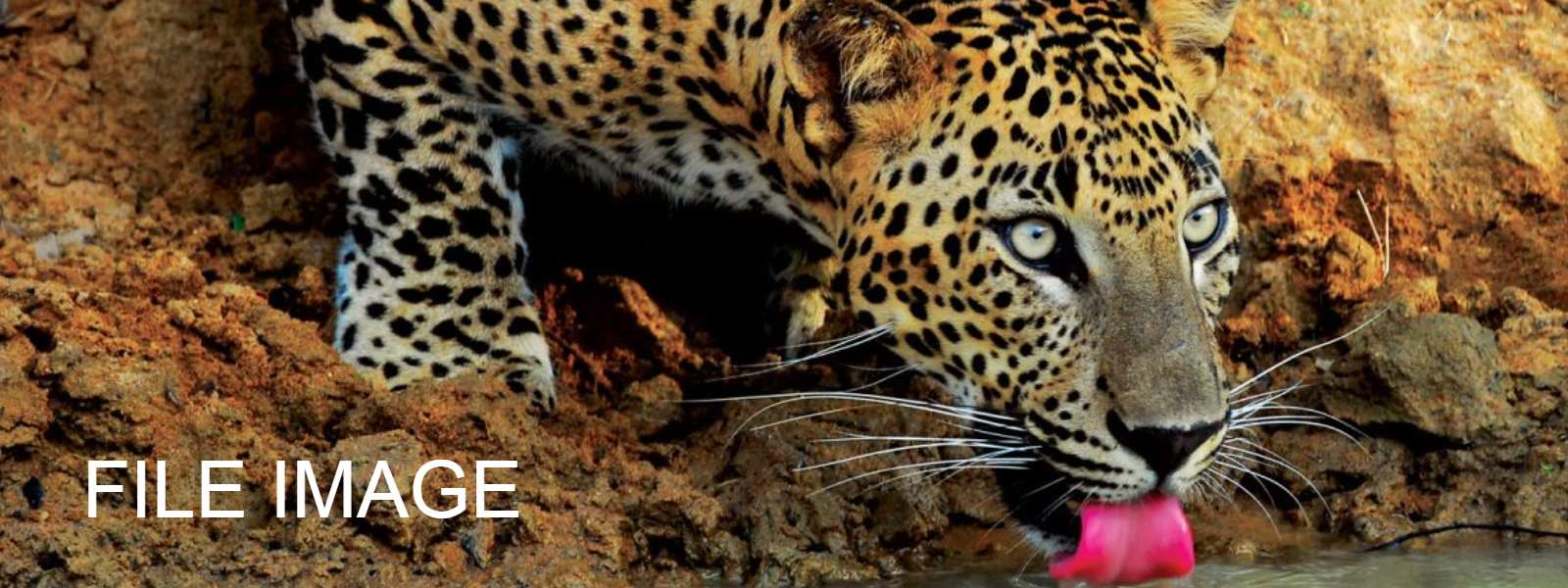 12th Leopard death reported from Matale