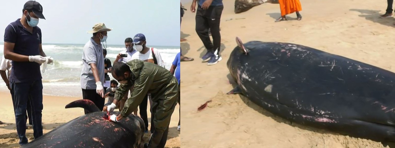 03 Pilot-Whales dead after mass beaching on Sri Lanka’s West Coast
