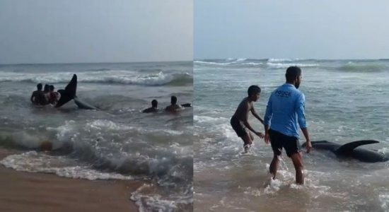 Over 100 whales beached on the Panadura Coast