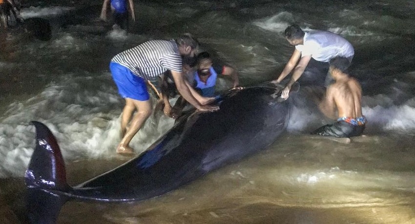 (VIDEO) Largest whale stranding in Sri Lanka draws epic volunteer rescue effort