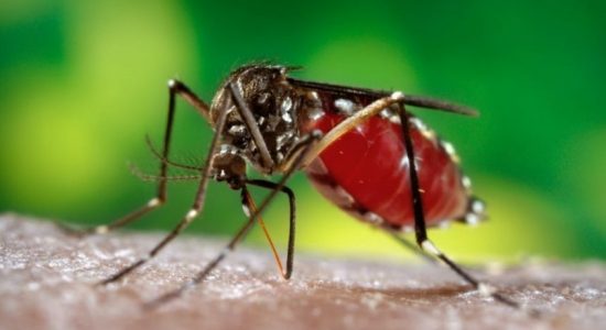 Dengue on the rise due to prevailing weather