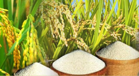 Maximum Price for rice sold by Mills