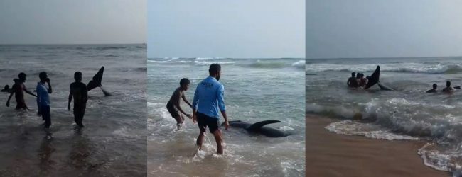 Over 100 whales beached on the Panadura Coast