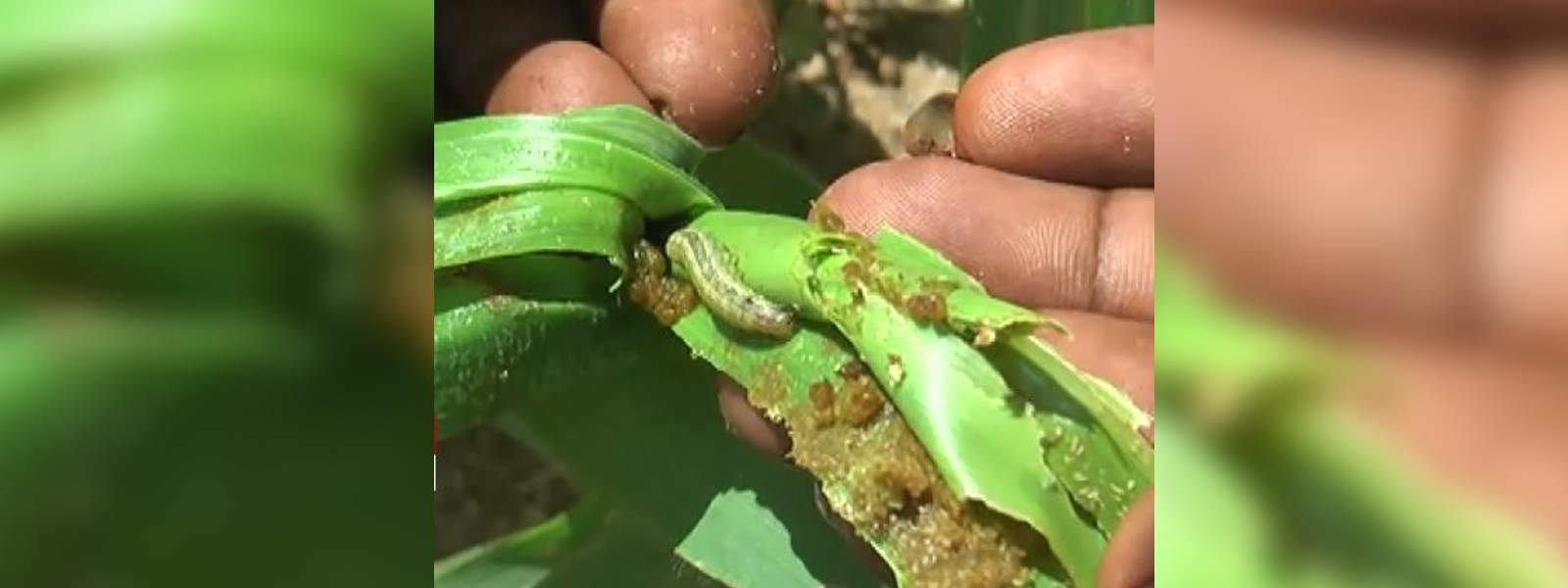‘Sena’ caterpillar continues to wreak havoc in the country