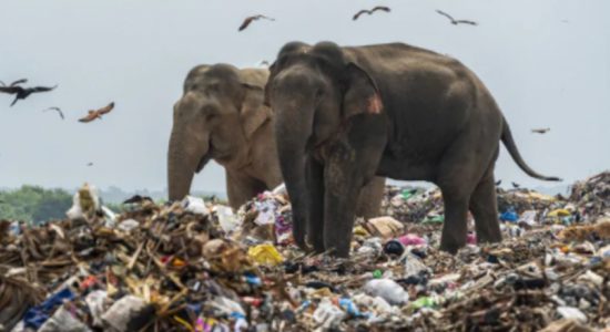 Preventing elephants from eating polythene