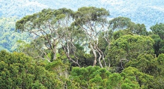 OFSs not considered in SL forest cover