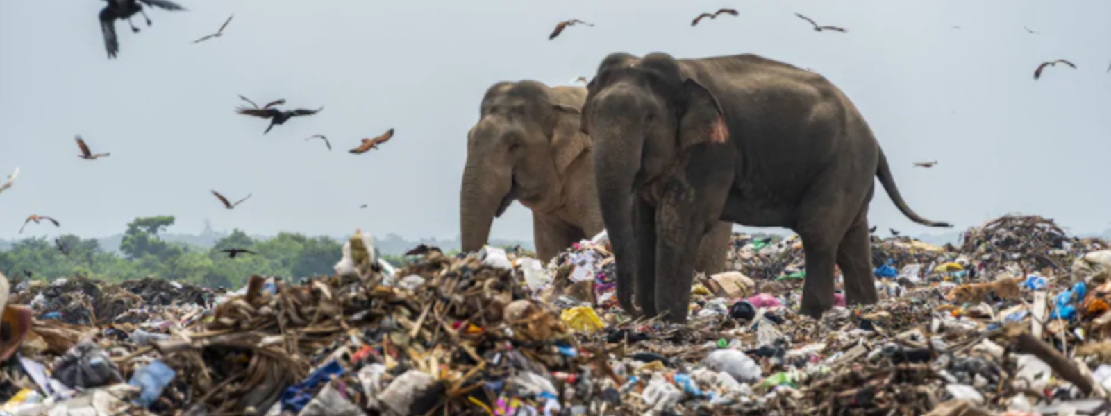 Measures underway to prevent elephants from consuming polythene