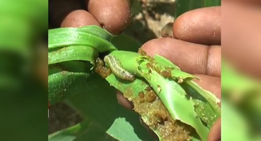 ‘Sena’ caterpillar continues to wreak havoc in the country