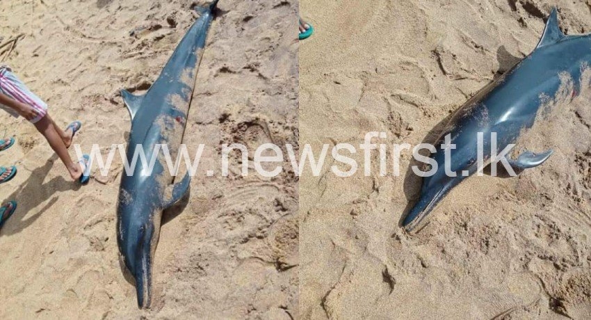 03 dolphins washed ashore in Katukurunda, Kalutara