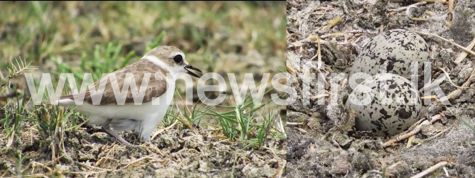 New bird species discovered in Sri Lanka