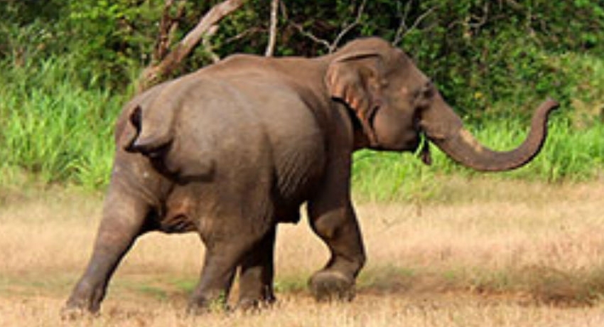 Wild elephant issue continues ravaging Hambantota