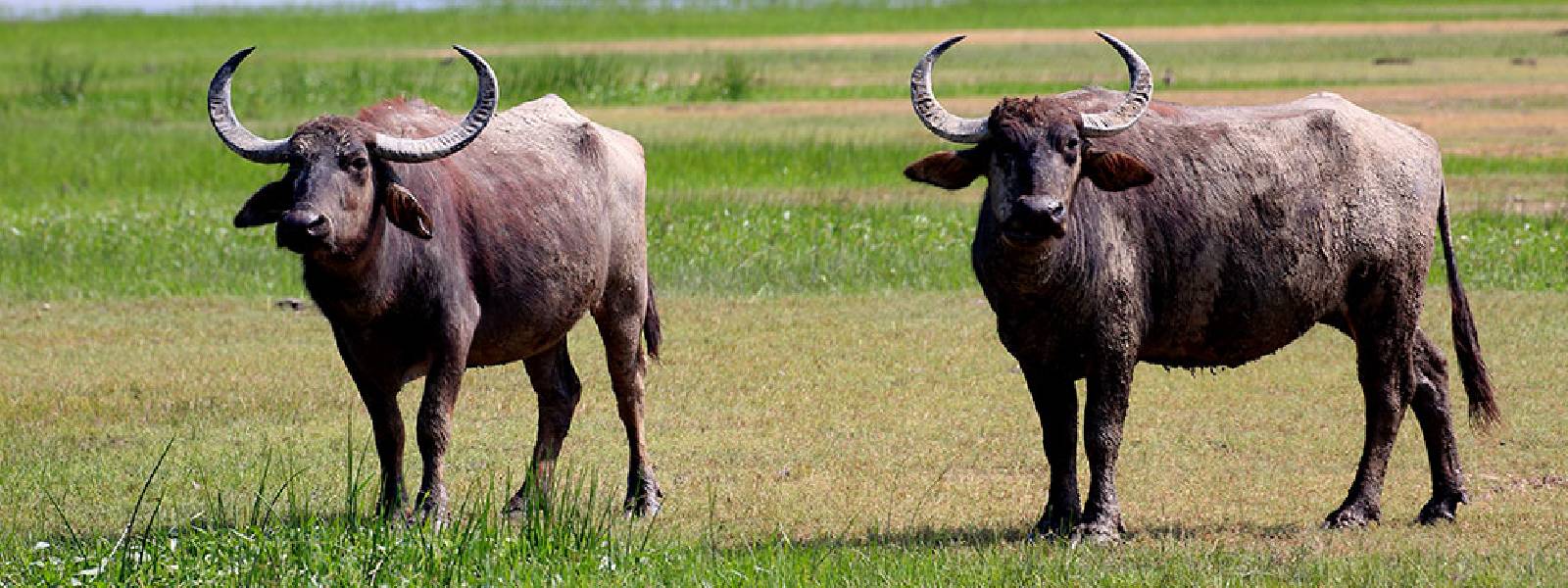 Buffaloes die of unknown disease in Polonnaruwa