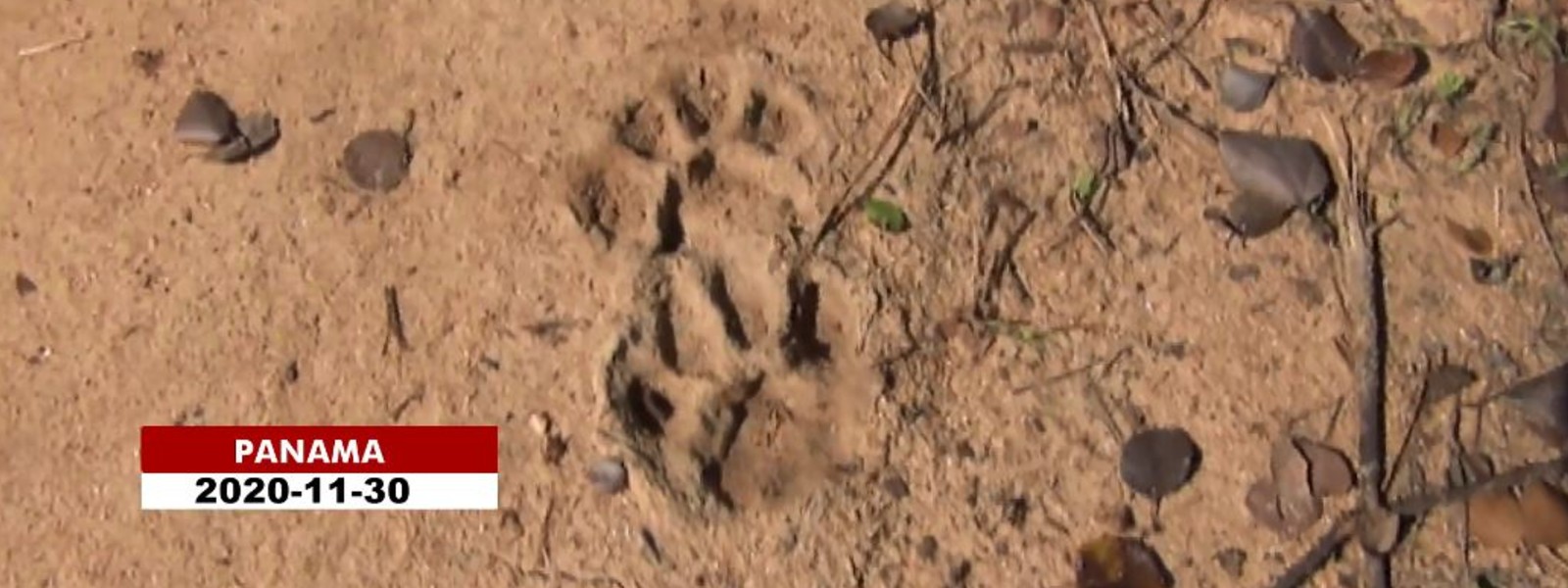 Man killed by a leopard in Ampara 